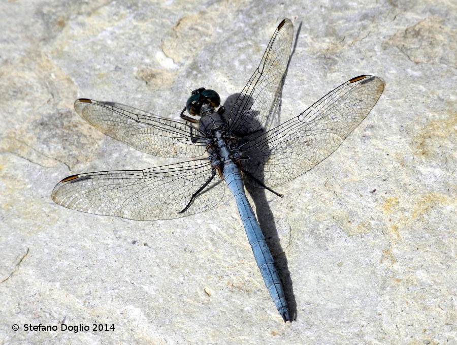 libellule israeliane: Trithemis arteriosa & O. chrysostigma